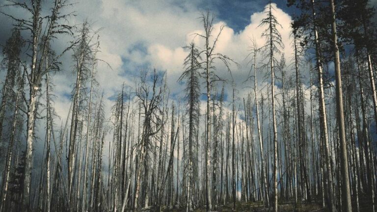 What Details Can I Find On Https 11Xplay Com Dashboard?